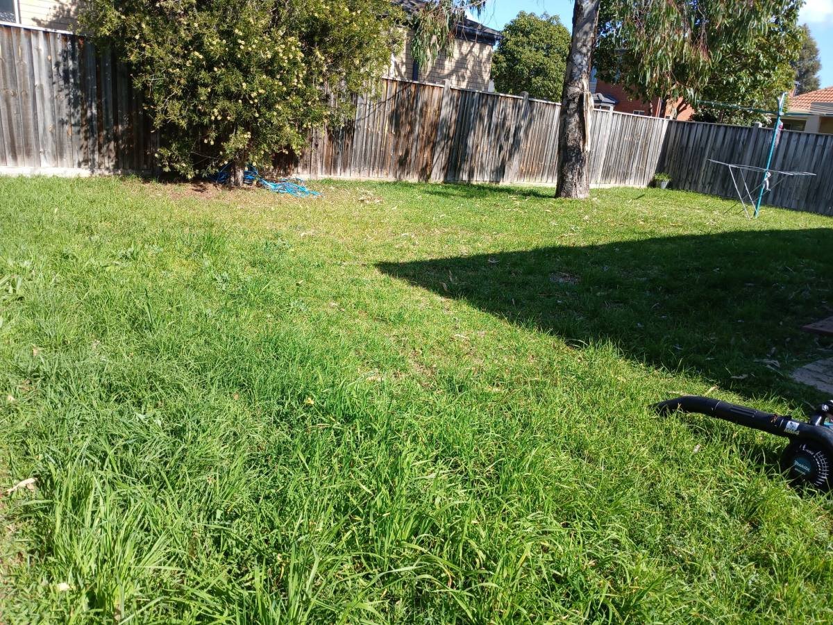 A freshly mown suburban backyard lawn with a timber fence, gum trees and a leaf blower resting on the grass